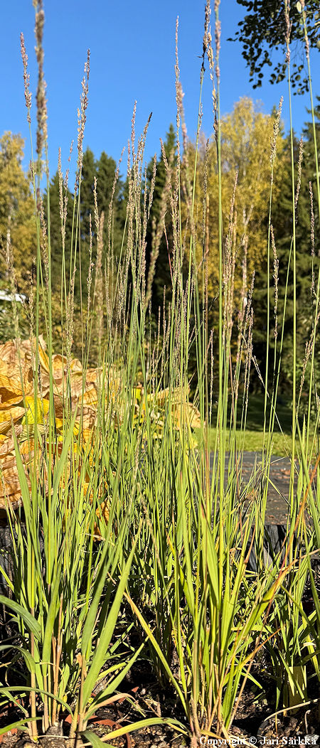 Molinia caerulea 'Moorhexe', sinihein�